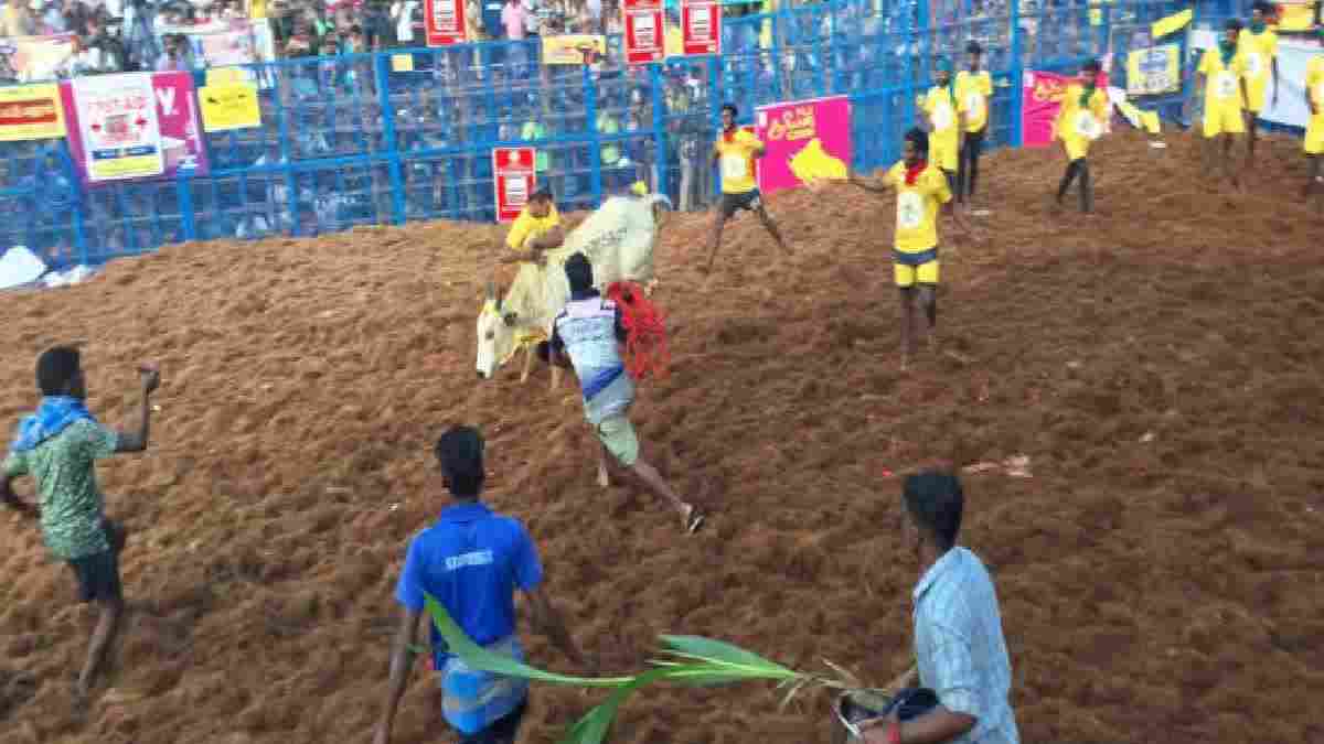 பாலமேட்டு ஜல்லிக்கட்டில் சீறிப்பாய்ந்த காளைகள்: பரிசை குவிக்கும் காளையர்கள்