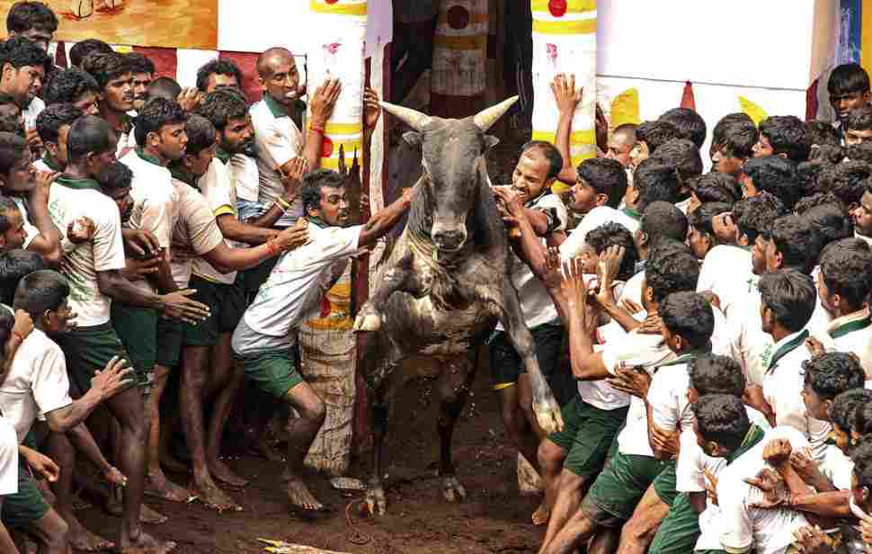  உலகப்புகழ் பெற்ற அலங்காநல்லூர் ஜல்லிக்கட்டு தொடங்கியது: காத்திருக்கிறது கார் பரிசு!
