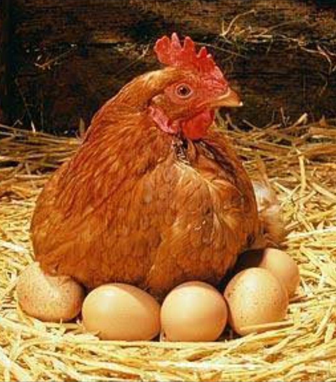 கோழியில் இருந்து முட்டை வந்ததா?   முட்டையிலிருந்து கோழி வந்ததா?